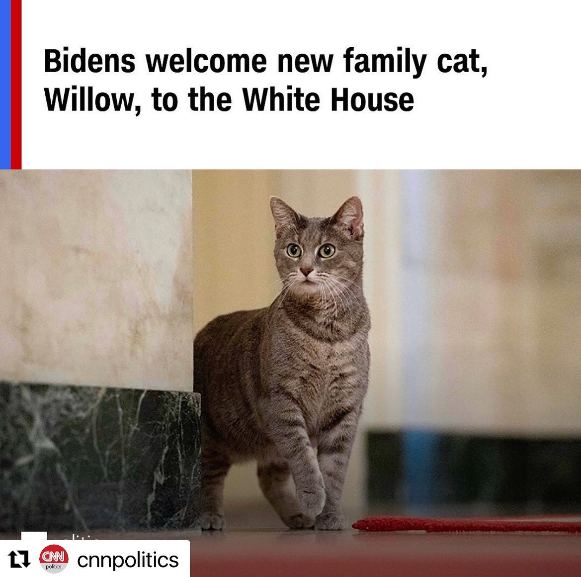 First Feline At The ‘White House’